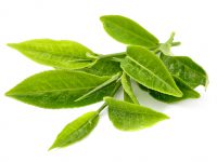 Bí quyết trị mụn bằng lá trà xanh hiệu quả tại nhà